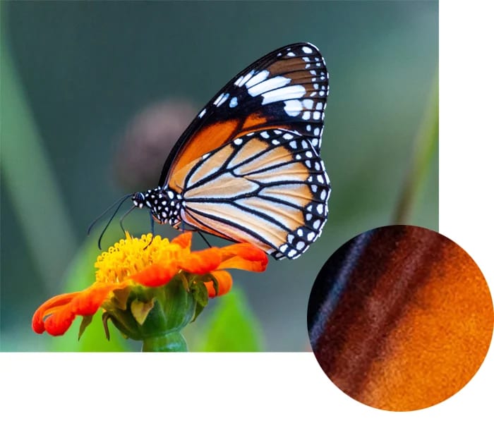 A monarch butterfly with orange, black, and white wings rests on an orange flower. An inset circle shows a close-up of the butterfly’s wing texture, highlighting fine scales and colour detail.
